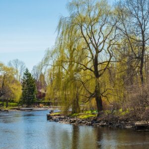 Manotick